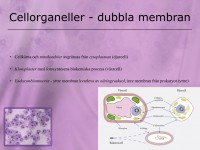 /album/dubbla-cellmembran/a5-cellen-018-jpeg1/